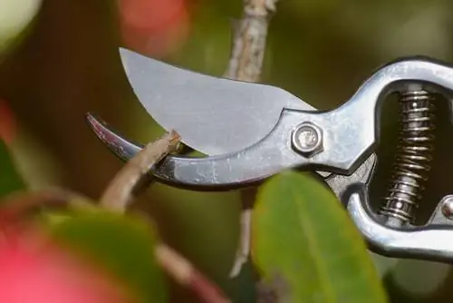 Skärning av rhododendron: Hur man främjar magnifika blommor