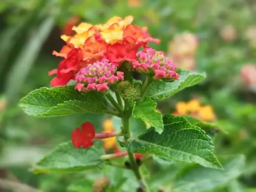 Poda de lantana