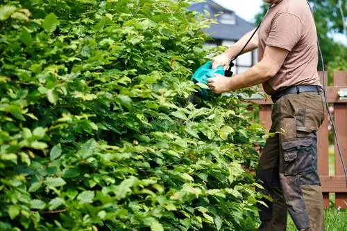 Hornbeam hedge pruning