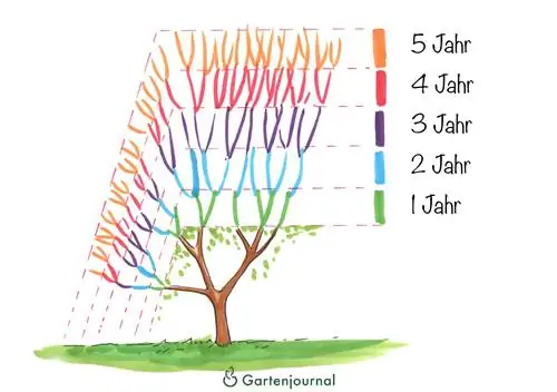 Tăiere de întinerire a gardului viu de carpen