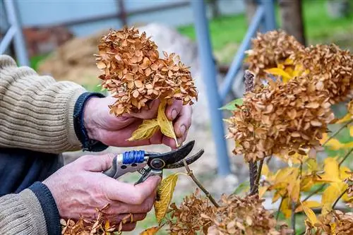 L'ortensia viene tagliata