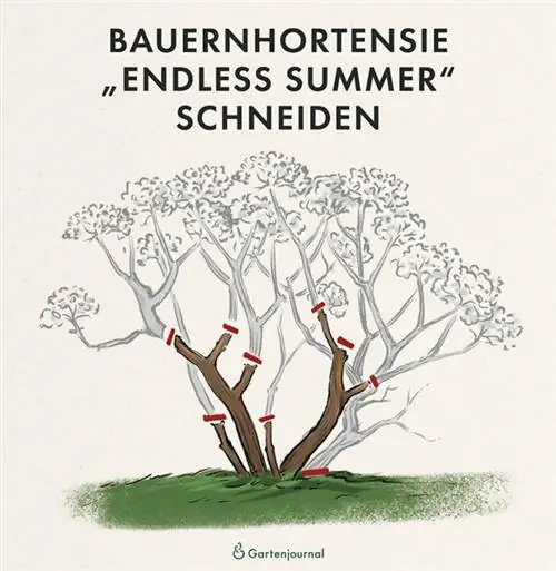 Οδηγίες για το πώς να κόψετε την ορτανσία του αγρότη Endless Summer ως απεικόνιση