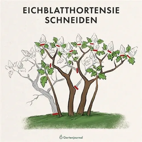 Ąžuolo lapų hortenzijų pjovimo instrukcijos kaip iliustracija