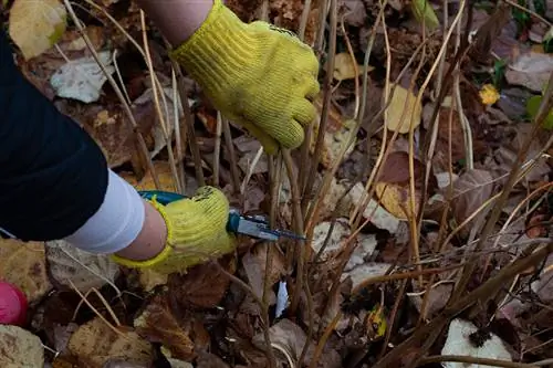 L'ortensia viene tagliata vicino al terreno