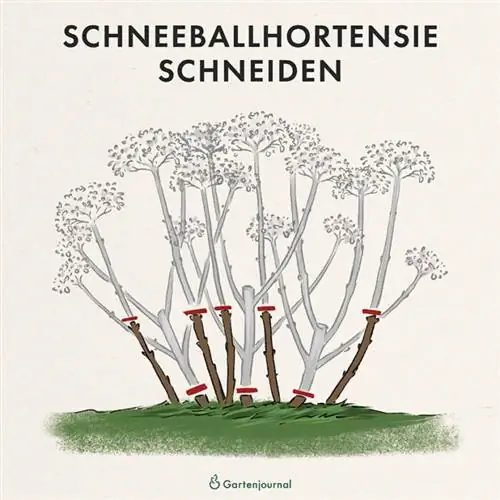 Rasm sifatida qor to'pi gortenziyasini qanday kesish bo'yicha ko'rsatmalar