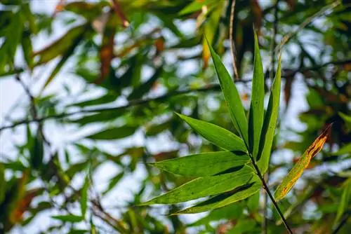 feuilles de bambou marron