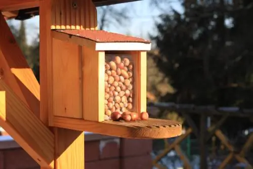 to feed squirrels