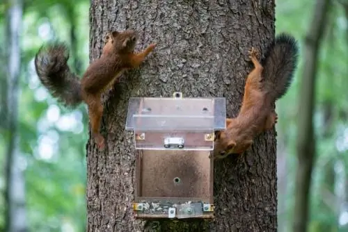 squirrel feeder