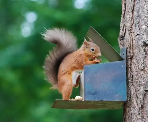 squirrel feeder