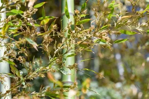 bambu çiçeği