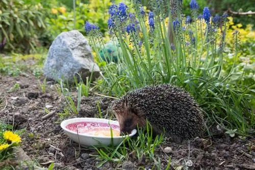 Pinnsvin i hagen: bosette seg og støtte nyttige insekter