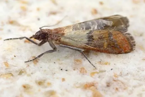 Getting rid of dried fruit moths: This is how you fight the pests