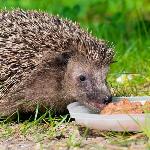 Comida de ouriço