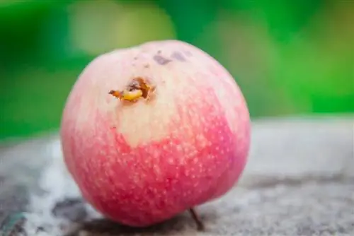 Carpocapse de la pomme dans le verger : Que faire face au ravageur ?