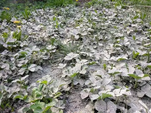 Pył skalny: źródło minerałów dla zdrowego wzrostu roślin