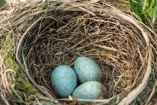 Koltrastägg: upptäck, kläck och skydda