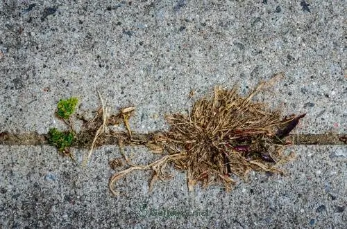 Combat les males herbes amb vinagre