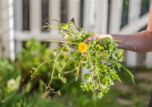 Azijn tegen onkruid: effectief of schadelijk voor de tuin?