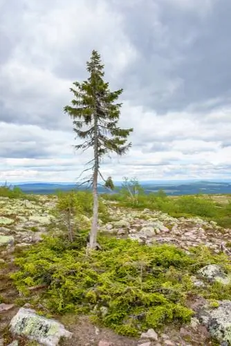 l'albero più antico del mondo