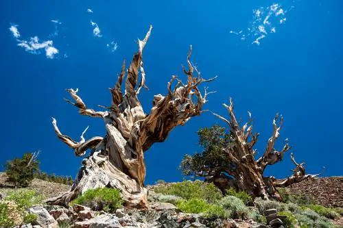 l'albero più antico del mondo