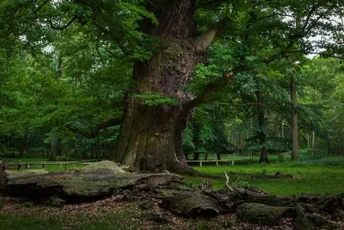 árbol-más-antiguo-del-mundo