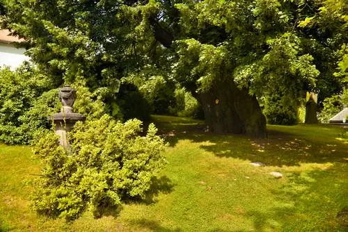 l'albero più antico del mondo