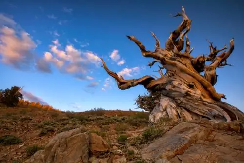 Ancient trees: encounters with the oldest in the world