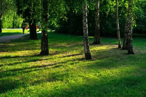 Huş ağacı bitkisi