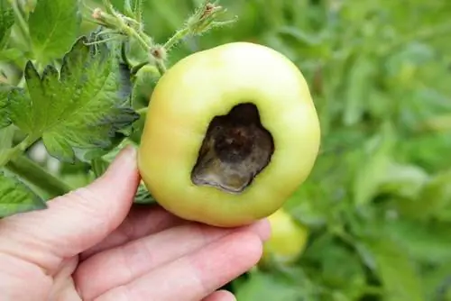 Podredumbre apical de la flor del tomate