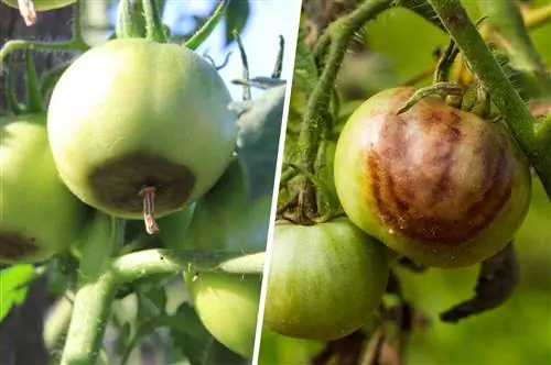 Comparación de la pudrición apical y el tizón tardío