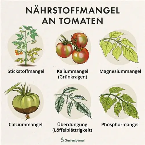 Overview of symptoms that arise due to nutrient deficiency in tomatoes as an illustration