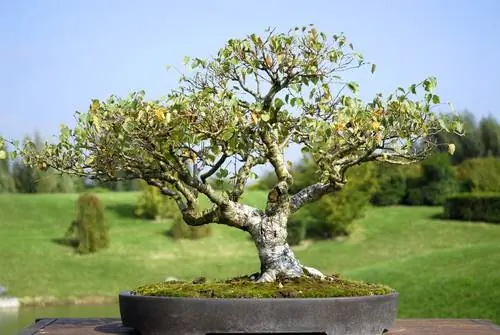 Bonsai beržo auginimas: instrukcijos ir naudingi patarimai