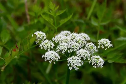 Giftige wilde kruiden: welke planten moet je vermijden?