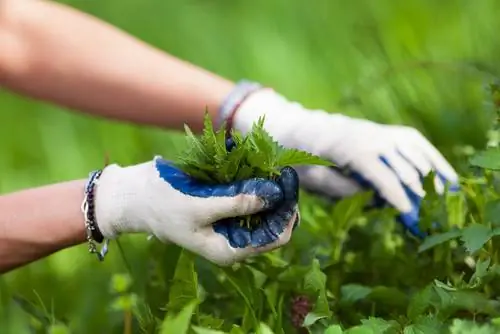 Eat wild herbs in April