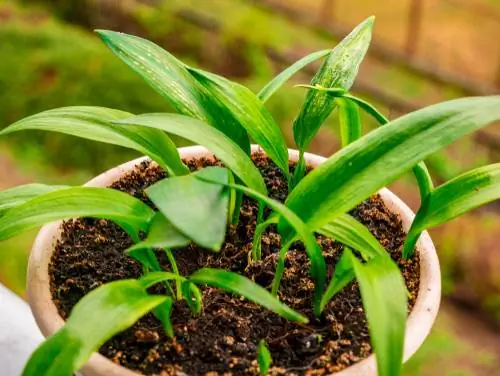 Grow wild herbs