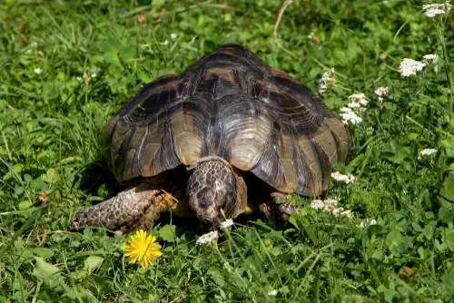 Schildpad wilde kruiden