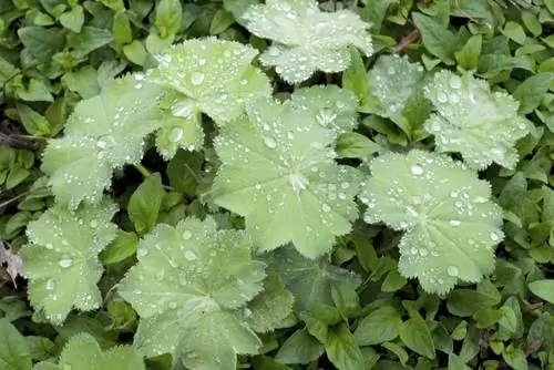 Wild herbs in May: Discover and enjoy