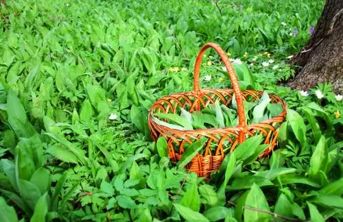 Herbes sauvages au printemps