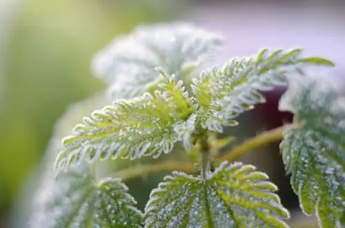 Pag-aani ng mga nettle sa taglamig