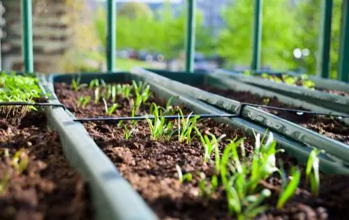 Grow wild herbs