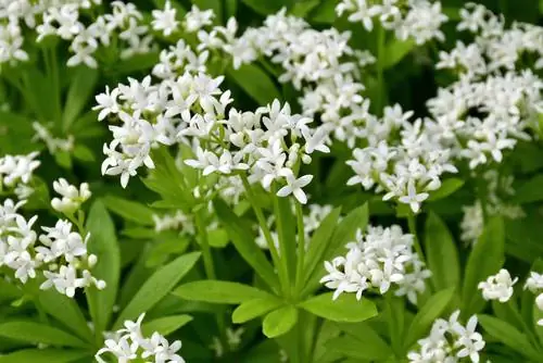 Herbes silvestres de flor blanca