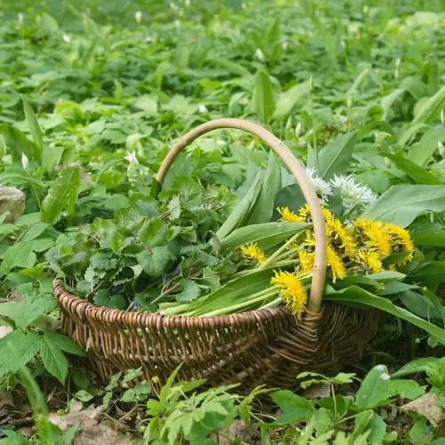 Recoltați ierburi sălbatice