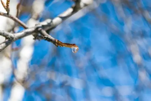 Gouttes de bouleau : causes et ce qui aide