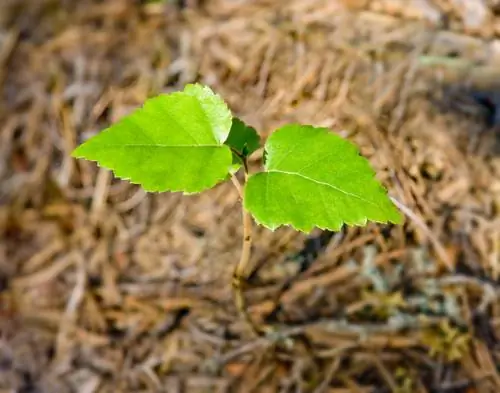 Mga pinagputulan ng birch