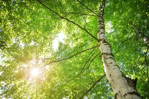 Birch trees in the garden: regulate growth and save space