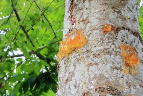 Mga sakit sa mga puno ng birch: Paano makilala at gamutin ang mga ito