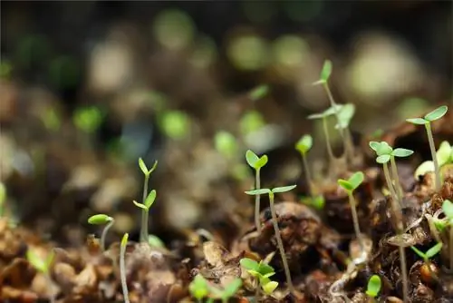 Cultivo de abedul a partir de semillas.