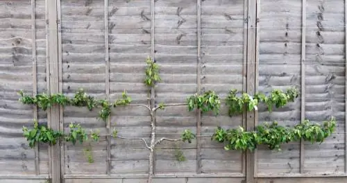 Growing espalier fruit