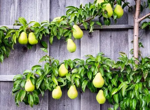 Espalier fruit species