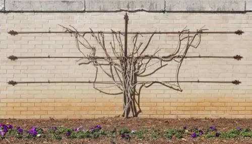 Espalier vrugte snoei